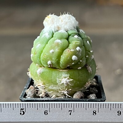 6-514. Astrophytum ''Lizard skin''  (Grafted seedling)