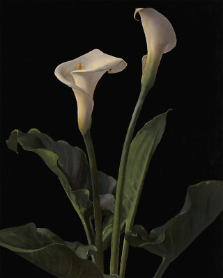 1800s Calla Lilies Painting Reproduction Giclee Print on Fine Art