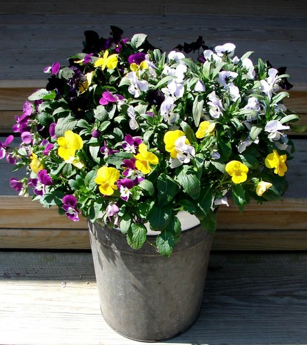 Vintage VERMONT Maple Syrup Sap Bucket~Rustic Farmhouse Planters & Garden! - Picture 5 of 16