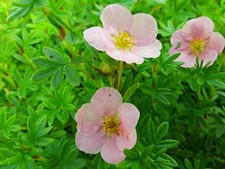 Potentilla Fruticosa Pretty Polly Shrubby Cinquefoil Hardy Shrub Multiple Sizes