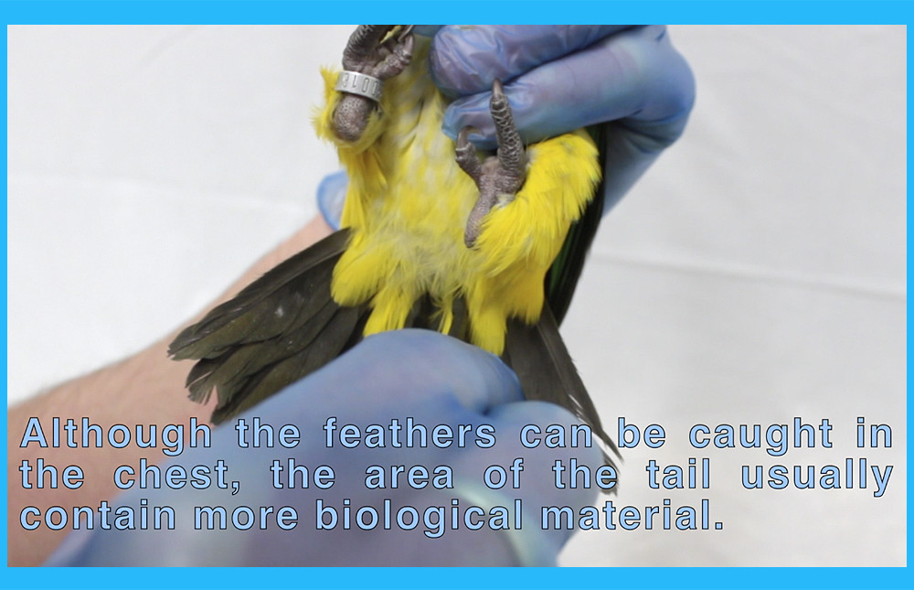 DNA Gender Test for Parrots, Lovebirds & Cockatoos | Bird Sexing ...