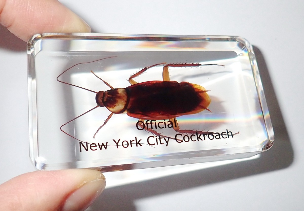 American Cockroach The American Cockroach Is The Largest Cockroach