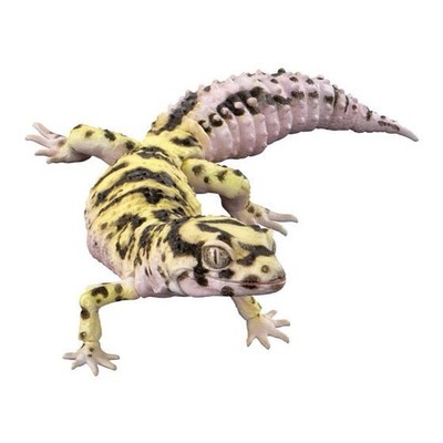 Bandai Gashapon Leopard Gecko Action Figure ADVANCE Bandit 17cm Japan 2026