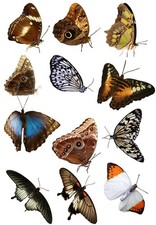 Moths and Butterflies - Ceramic Decals- Enamel Decal - Glass Decal- 89283