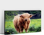 Animals Canvas Wall Art Highland Cow on Green Grass Picture  Home Office Deco