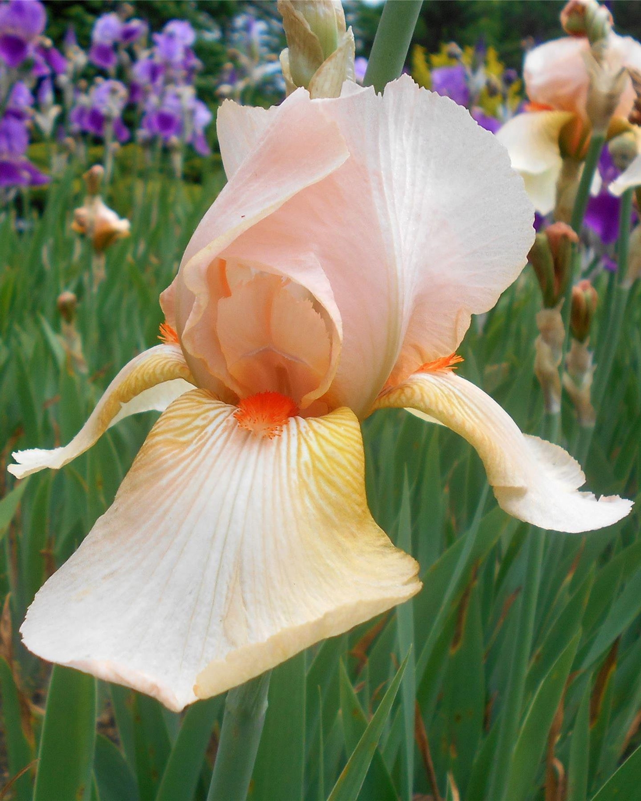 Iris Constant wattez Plant in a 17cm Pot. Bearded Iris eBay