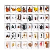 40 Pcs Insect in Resin Specimen Bugs Collection Paperweights Real Bugs in Res...