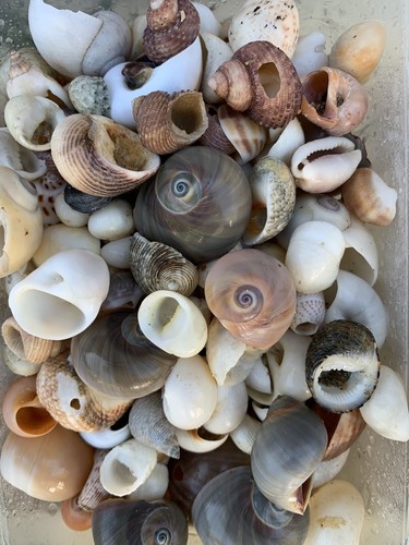 Approx 1 Kg Beach Mixed Sea Shells And Coral Mix Aquarium Decoration Crafts - Picture 12 of 12