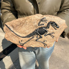 TOP! simulated Jurassic Cretaceous dinosaur skeletal fossil specimens 2.2LB — photo 2