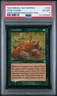 1999 MTG MERCADIAN MASQUES FOIL #246 FOOD CHAIN PSA 6