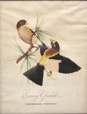 Framed 9" x 12" Chromolithograph Print EVENING GROSBEAK by Athos Menaboni