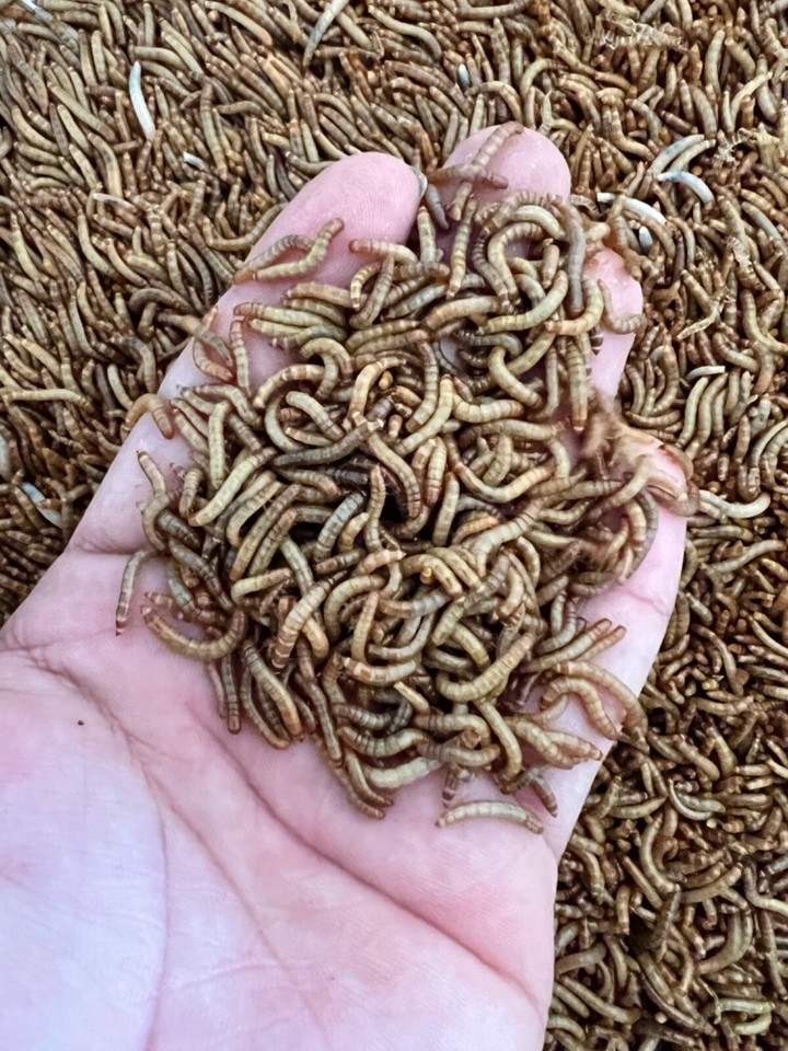 Live Mealworms 50 1,000 Reptile Food Feeders Free Shipping eBay