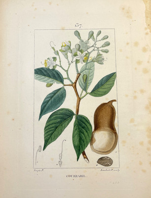 Antique Botanical Engraving 1800s Hand Colored Plate West Indian Locust