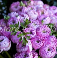 20 SEEDS for Violet Purple PEONIES rare flowering exotic plant