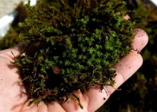 Fresh/Dried A Grade Bolkan Mountain Moss for Terrarium GALS Snails 1liter