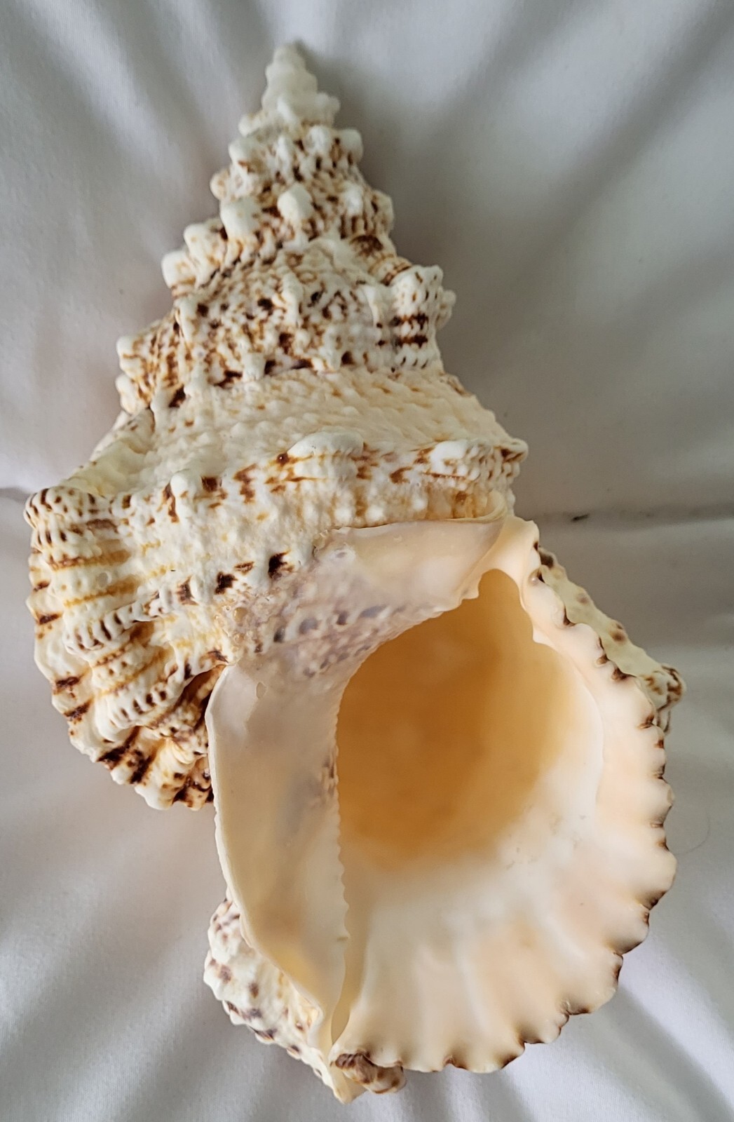 Nice Large Display Sea Shell eBay