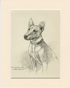 BULL TERRIER VINTAGE 1939 RARE DOG ART PRINT by ARTIST K F BARKER