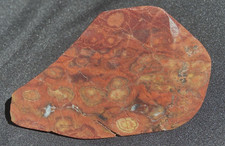 MORGAN HILL POPPY JASPER COLORFUL THICK END SLAB 74 GRAMS- 2.6 OUNCES
