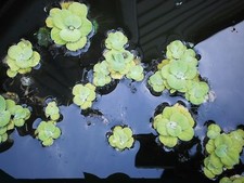 Water Lettuce Shipped out-of-container