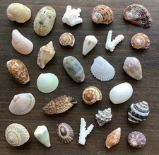sea shell mix from japan Assortment of natural materials