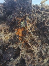 Florida Orange Springtail Neanura growae - 50ct