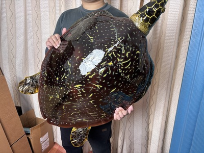 #ad #ad Fish Replica Very Realistic Fiberglass Hawksbill Sea Turtle Model Mount 90cm GBP 1080.00