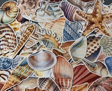 22 sea shell sticker pack, sticker bundle, ocean stickers, journal, scrapbook