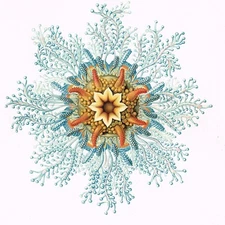 WATER ANIMALS  Antique Print  1898  Original  Vintage Jellyfish Corals  related