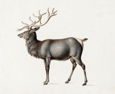 European Elk Vintage Wildlife Animal Illustration Wall Art Print
