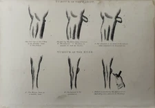 c1800s Antique Horse Anatomy Print – Tumour Elbow Knee – Equine Farriery Art