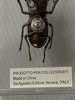 Large Cyclommatus Imperator Prodotto Per Collezionisti In Plaxi-Glass Case 85 mm — photo 5
