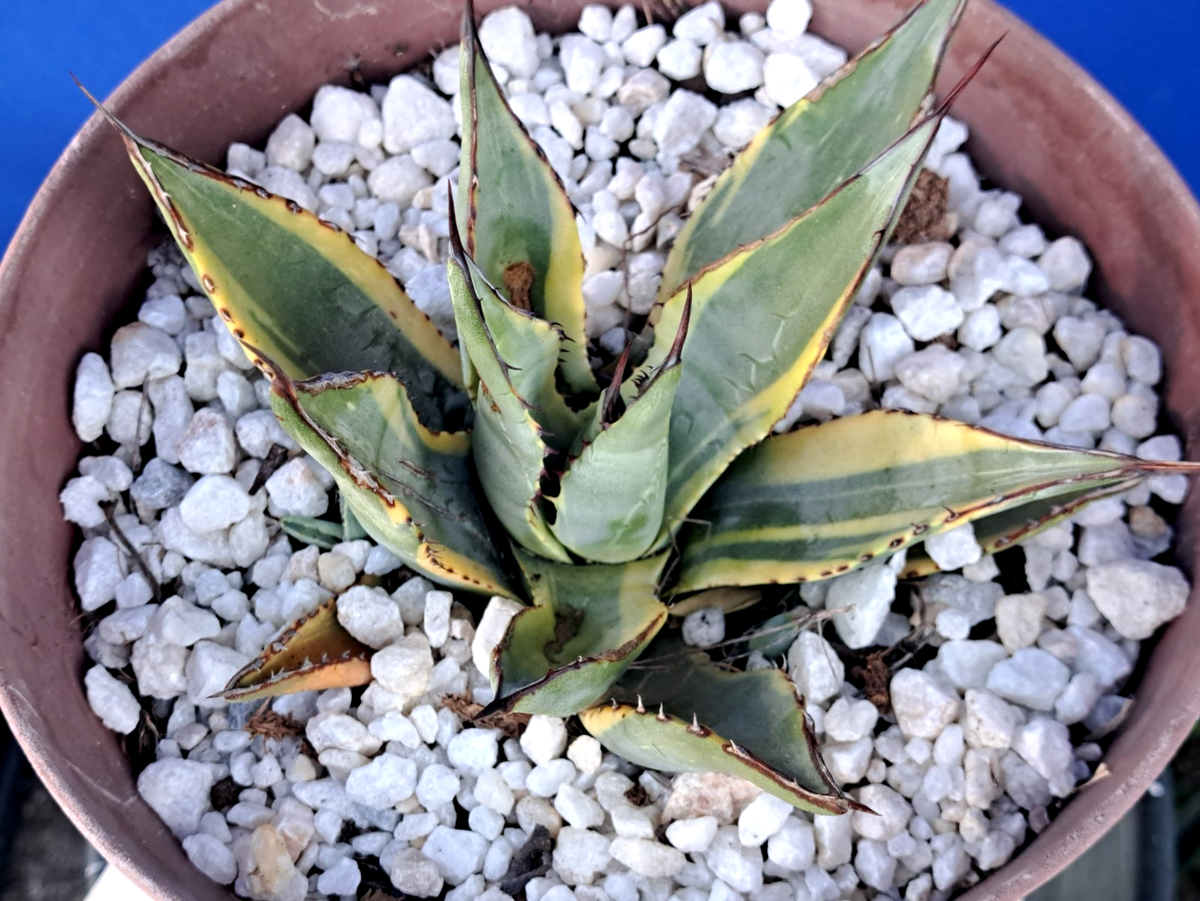 Agave parryi ssp neomexicana Sunspot 265 【公式通販】