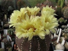 Kaktusy: Frailea asterioides GF 870; 2,2 cm, własne rts z korzeniami