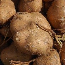 True Jicama Seeds - For 2025 Planting USA Garden Vegetable Mexican Yam Bean Root