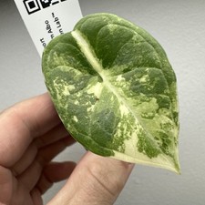 Alocasia Platinum Albo - Very rare variegated aroid plant ref 03APLA02