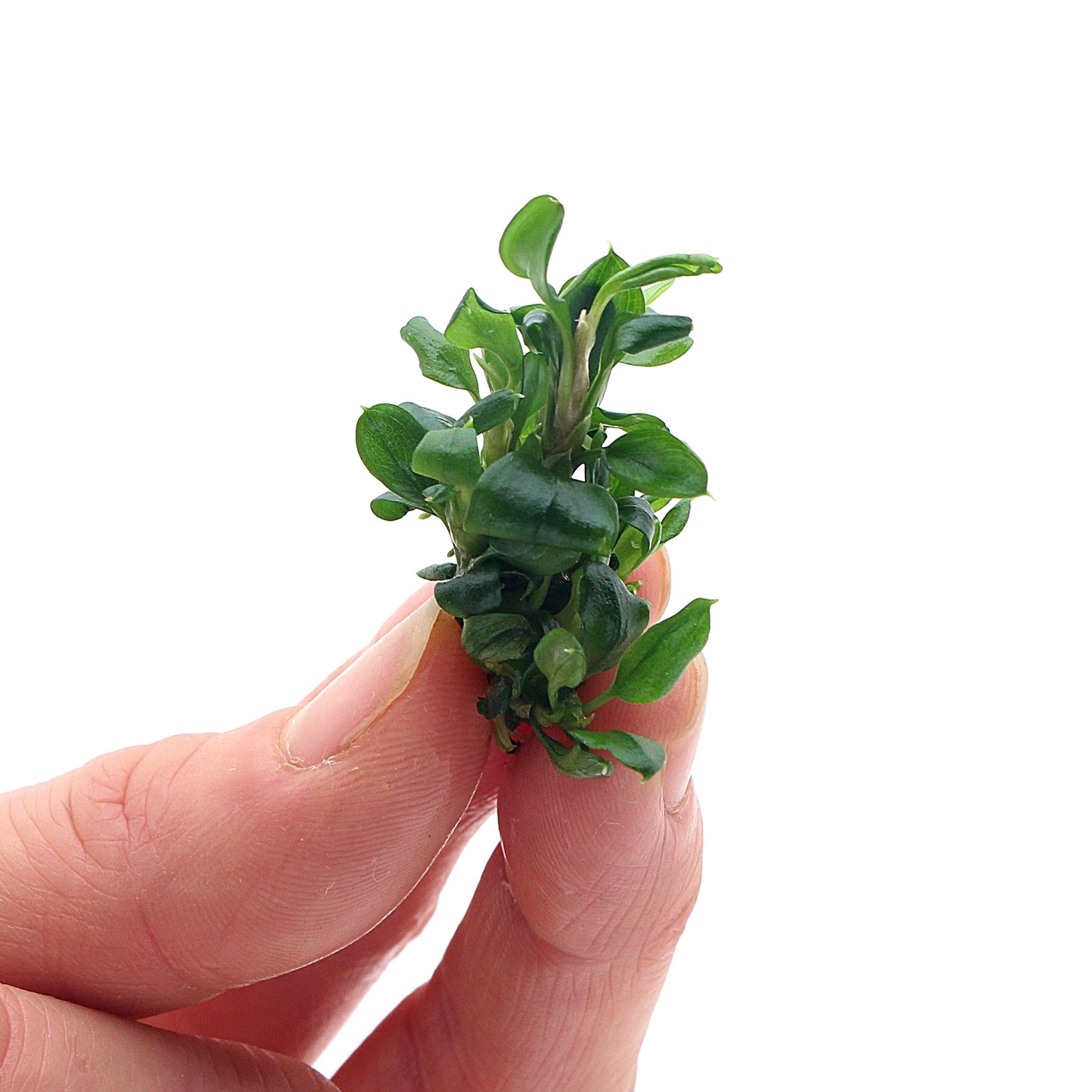 Anubias nana In Vitro Live Aquarium Plants Tropical Tank Fish K2QUA K2AQUA