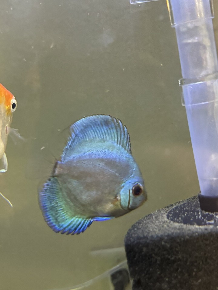 Live Discus discus live fish | eBay