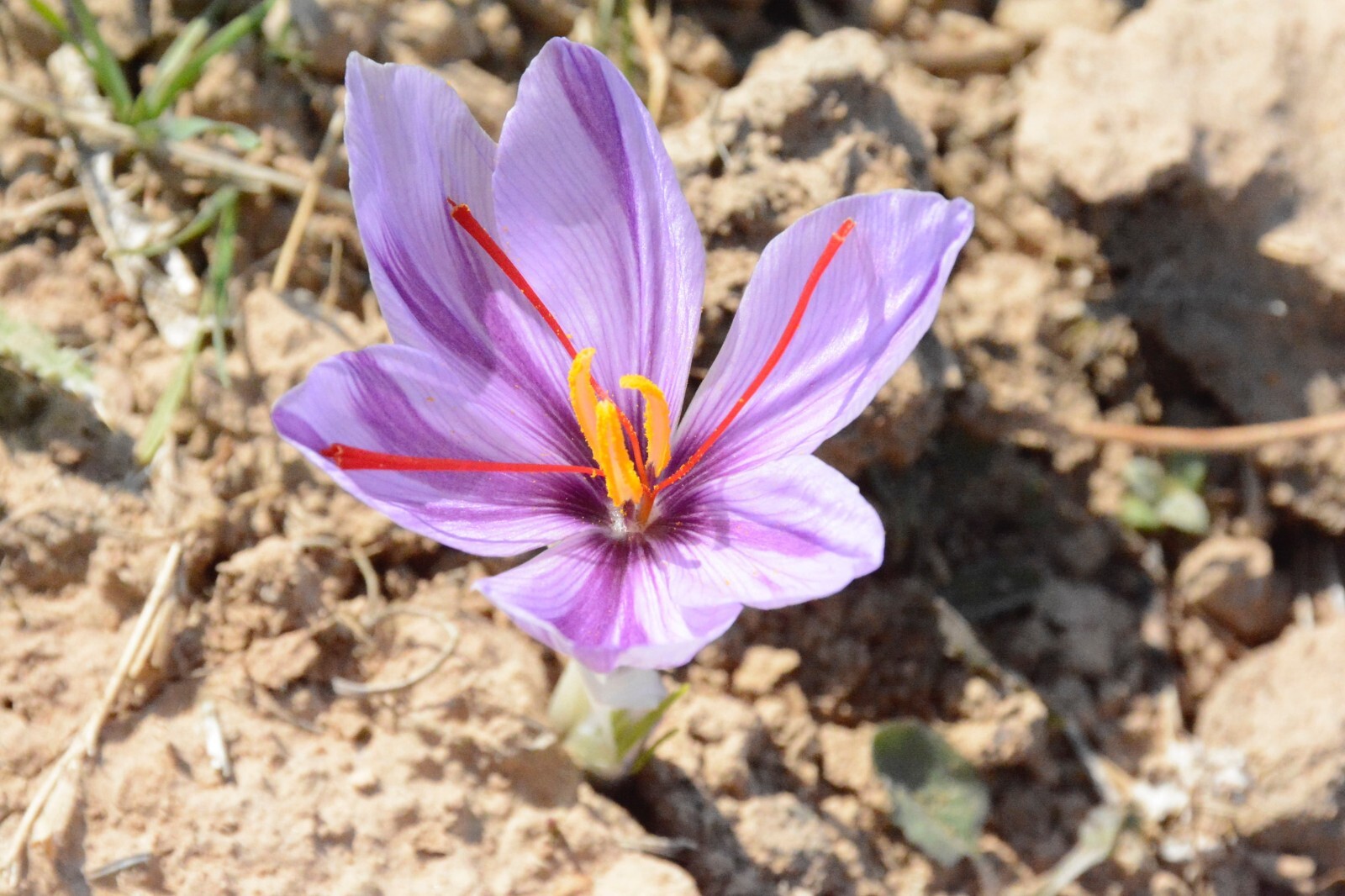 Safran Safranfäden 4 g Pushal Qualität Saffron Zafferano azafran SAFRANBASAR