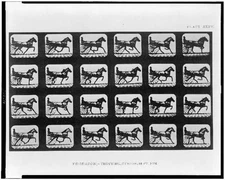 Photo:Edgerton,Trotting Horse,c1882,Animal Locomotion,Motion Study,Cart