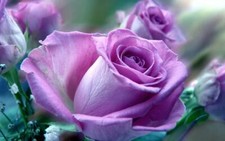 Light Purple 13 Rose Bush 50 or 100 Seeds Rare-Free Shipping-USA Seller