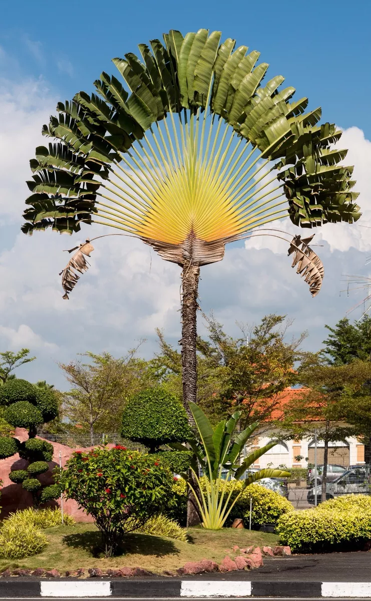 Ravenala Madagascariensis (Travellers Palm) - Uber Nursery