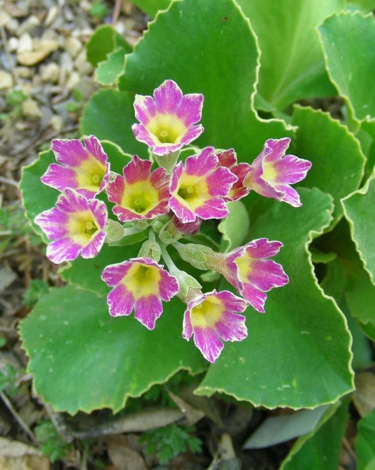 Alpine Primroses : 50 Seeds : Small European Hybrids : Mixed Colours : Primula  - Image 4 of 4