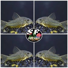 5x Sterbai Cory - Corydoras Sterbai Catfish - Live Fish