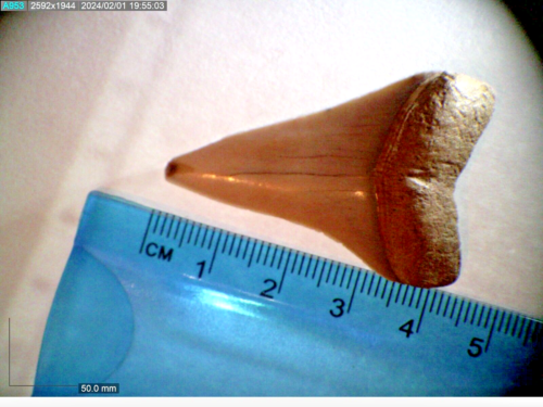 4,5 cm Cosmopolidotus Hastilis fossiler Haifischzahn Oligozän-Pleistozän 30-2 MYO - Bild 1 von 5