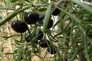 goji wolfberry