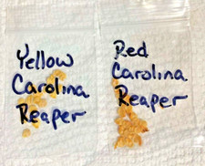 30 Hot Pepper seeds 15 Yellow & 15 Red HOT Carolina Reaper 