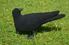 Beflockte Lockkrähe Vollkörper schwarz Krähenjagd Lockjagd nach hinten äugende