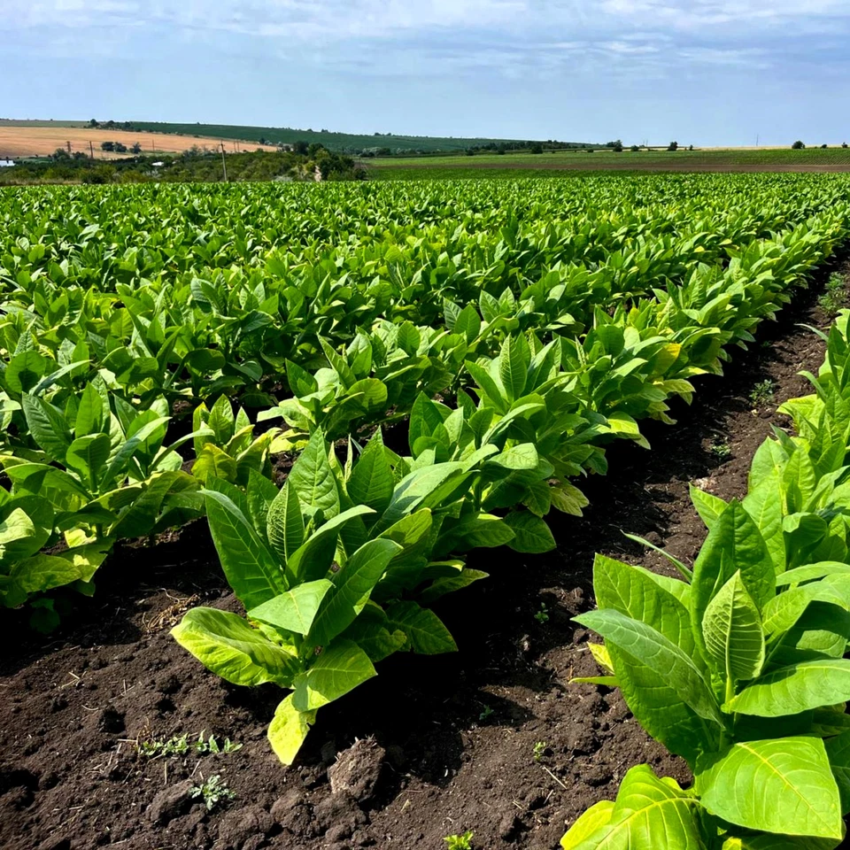 Burley Tabakblätter Rohtabak Naturtabak Tabak Premiumqualität Deko - Bild 3 von 4