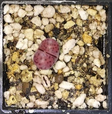 Lithops karasmontana ssp. eberlanzii C369 , phyto available