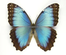 Unmounted Butterfly/Morphidae - Morpho helenor peleides, FEMALE, Colombia
